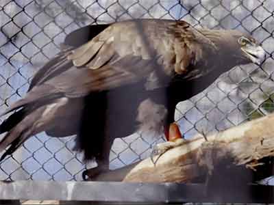 golden eagle